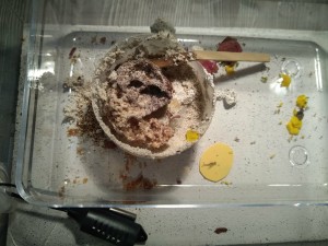 Fungus le 15/03/20, Les Acromyrmex d'Antonymous