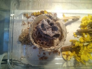 Fungus le 03/04/20, Les Acromyrmex d'Antonymous