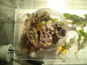 Vue générale, Les Acromyrmex d'Antonymous