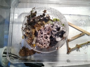 Déchets contre la paroi du nid opposée à l'entrée, Les Acromyrmex d'Antonymous