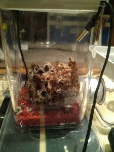 Cuve avec le fungus, Les Acromyrmex d'Antonymous