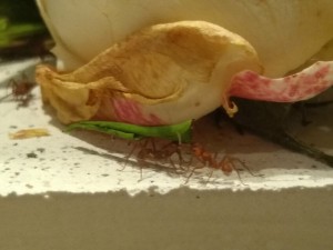 Ouvrière 2 avec contrôle du Pass-sanitaire, Les Acromyrmex d'Antonymous