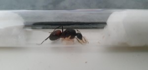 Le couvain ( La gyne est floue, c'est normal ), [Blog] Camponotus Cruentatus, la géante de la garrigue