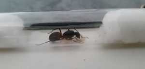 Madame daigne montrer son dos pour la photo x)., [Blog] Camponotus Cruentatus, la géante de la garrigue