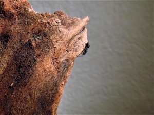 Ouvrière média alpiniste., Les Camponotus vagus de l'I-D-É-MYR