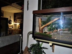 Son arrivée dans l'ADC perchée., Les Camponotus ligniperda de l'I-D-É-MYR