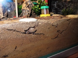 Galeries creusées par les ouvrières dans <br />la terre battue quand elle est humide., Les Camponotus ligniperda de l'I-D-É-MYR