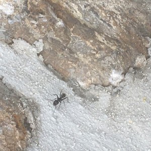 Photo 2, [Camponotus vagus] Fourmis géantes