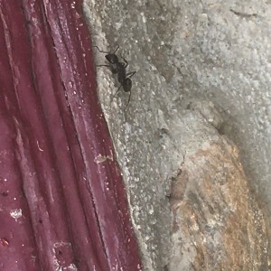 Photo 4, [Camponotus vagus] Fourmis géantes