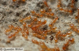 Photo 6, [JEU] Concours d'identification !