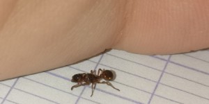 Vu 2, [Myrmica sp.] Identification Myrmica. Sp