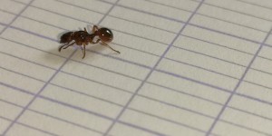 Vu 3, [Myrmica sp.] Identification Myrmica. Sp