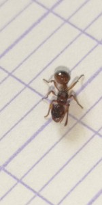 Vu 4, [Myrmica sp.] Identification Myrmica. Sp