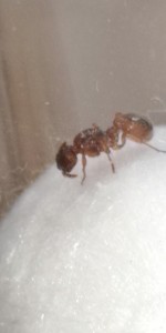 Vu 5, [Myrmica sp.] Identification Myrmica. Sp