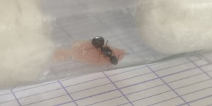 Vu 1, [Aphaenogaster subterranea] Identification, Aphaenogaster subterranea