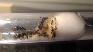 2 fondation Lasius sp 1, [Lasius sp.] Lasius sp noires (plusieurs gynes)