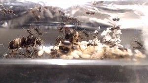 1 fondation 2, [Lasius sp.] Lasius sp noires (plusieurs gynes)