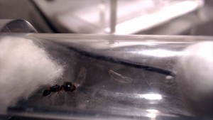 Gyne 1, [Aphaenogaster sp., Lasius sp.] Demande d'identification pour deux gynes + ver