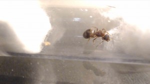 Gyne 2, [Aphaenogaster sp., Lasius sp.] Demande d'identification pour deux gynes + ver