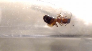 ver01, [Aphaenogaster sp., Lasius sp.] Demande d'identification pour deux gynes + ver