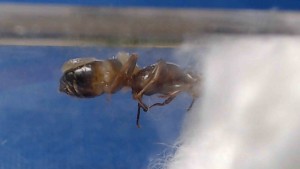 vers02, [Aphaenogaster sp., Lasius sp.] Demande d'identification pour deux gynes + ver