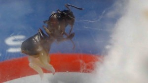 vers04, [Aphaenogaster sp., Lasius sp.] Demande d'identification pour deux gynes + ver