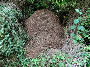 Elle est drôlement bien emmitouflée !, Les fourmilières du bois de Champ Larran.
