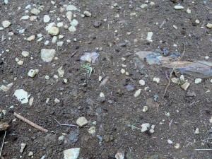 Piste de fourmis rousses., Les fourmilières du bois de Champ Larran.