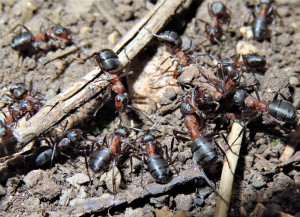 Zoom sur ces &quot;infirmières&quot;., Les fourmilières du bois de Champ Larran.