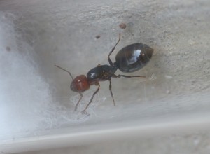 J'en ai eu une !, Les fourmis de la Côte d'Azur