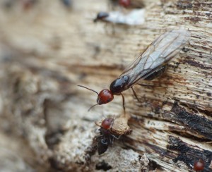 Princesse se préparant au décolage., Les fourmis de la Côte d'Azur