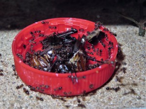 Lasius emarginatus et autres insectes., Comment tuez-vous les proies ?