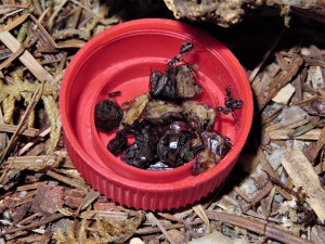 Formica pratensis et insectes en conserve., Comment tuez-vous les proies ?