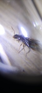 Vue dessus + antennes, [Chthonolasius sp.] Formicinae - Aide identification gyne encore ailée, diapause avant ponte?