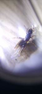 Vue de dessus, tête plus visible, [Chthonolasius sp.] Formicinae - Aide identification gyne encore ailée, diapause avant ponte?