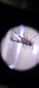 Vue de dessus + nette, [Chthonolasius sp.] Formicinae - Aide identification gyne encore ailée, diapause avant ponte?