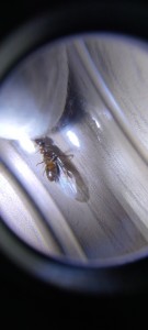 Vue de dessous, [Chthonolasius sp.] Formicinae - Aide identification gyne encore ailée, diapause avant ponte?