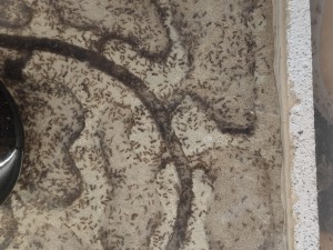 Vue de l'intérieur, Pheidole sp : bon appétit !