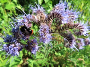 Photo n° 7, Insectes butineurs en action !