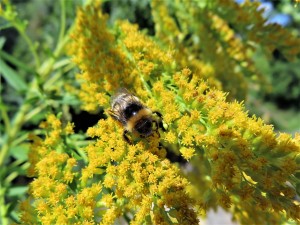 Photo n° 14, Insectes butineurs en action !