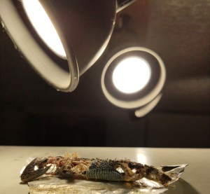 Lézard vidé, Pheidole sp : bon appétit !