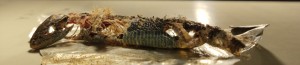 Zoom sur lézard vidé, Pheidole sp : bon appétit !