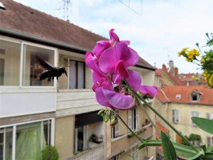 Xylocope violet sur Gesse tubéreuse., guêpe germanique