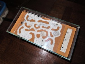 Trois puits d'humidification à droite dans la rainure et 2ème vitre sur les chambres supérieures., [Q/R] Formica rufibarbis & Formica cunicularia