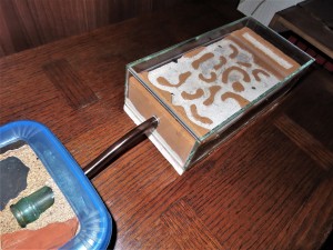Branchement du tuyau au niveau 1 du nid., [Q/R] Formica rufibarbis & Formica cunicularia