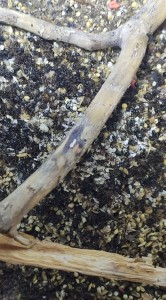 dépotoir, Messor barbarus mettent les nymphes dans le dépotoir