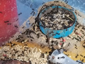 Poubelle 1, Messor barbarus mettent les nymphes dans le dépotoir