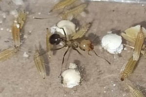 m minor hesperius, [Blog] Messor minor hesparius de Matty