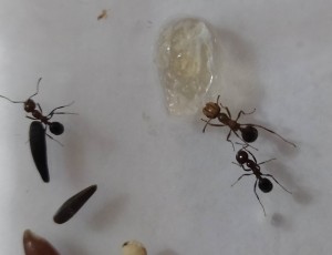 m minor hesperius, [Blog] Messor minor hesparius de Matty