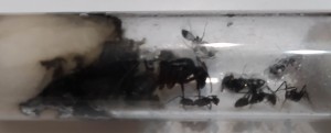 c cruentatus, [Blog] Camponotus cruentatus de Matty